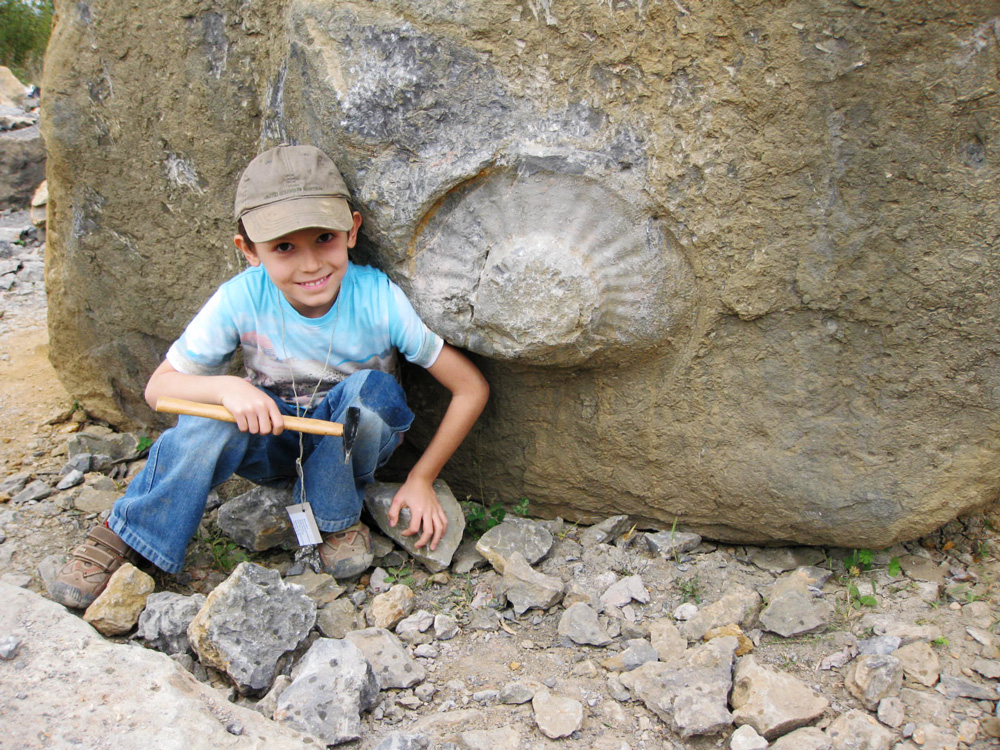 Riesiger Ammonit
